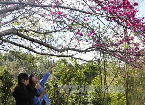 Bientôt l’événement "Fleurs de cerisier - Pa Khoang - Dien Bien 2019" ảnh 1 Bientôt l’événement "Fleurs de cerisier - Pa Khoang - Dien Bien 2019" ảnh 1