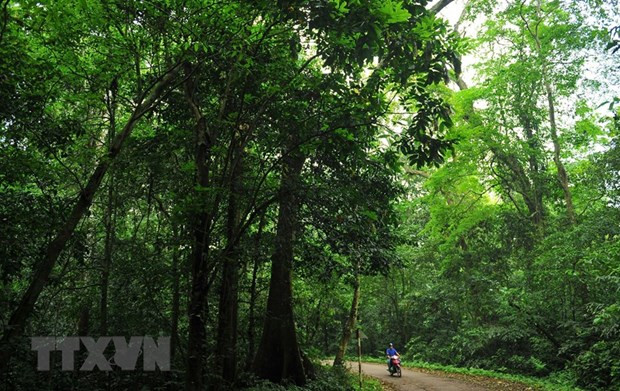 Espace vert paradisiaque du parc national de Cuc Phuong ảnh 1 Espace vert paradisiaque du parc national de Cuc Phuong ảnh 1