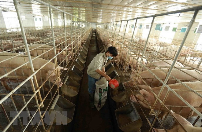 COVID-19 : Ba Vi protège bien sa «zone verte» pour maintenir sa chaîne de production ảnh 1