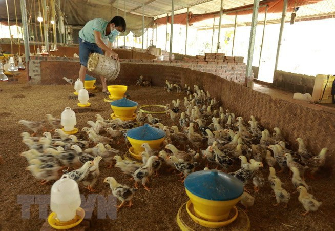 COVID-19 : Ba Vi protège bien sa «zone verte» pour maintenir sa chaîne de production ảnh 2