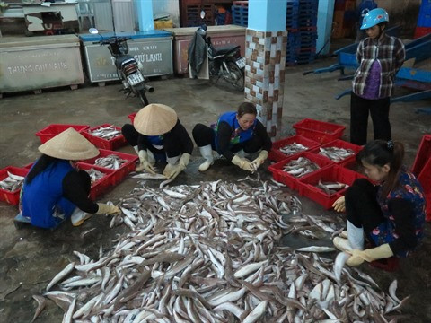 Solutions pour rétablir la chaîne de ravitaillement en pangasius ảnh 1 Solutions pour rétablir la chaîne de ravitaillement en pangasius ảnh 1