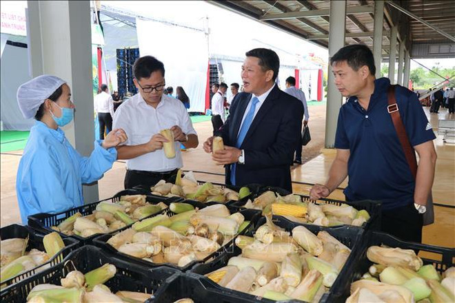 Mise en service du plus grand centre de transformation de fruits et légumes au Vietnam ảnh 2 Mise en service du plus grand centre de transformation de fruits et légumes au Vietnam ảnh 2