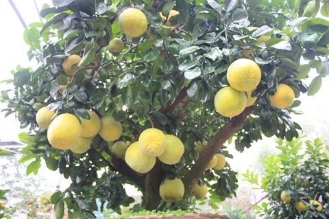 Un pamplemoussier à l’allure bonsaï très prisé à Hanoi ảnh 1 Un pamplemoussier à l’allure bonsaï très prisé à Hanoi ảnh 1