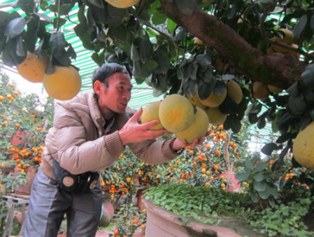 Un pamplemoussier à l’allure bonsaï très prisé à Hanoi ảnh 3 Un pamplemoussier à l’allure bonsaï très prisé à Hanoi ảnh 3