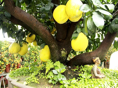 Un pamplemoussier à l’allure bonsaï très prisé à Hanoi ảnh 2 Un pamplemoussier à l’allure bonsaï très prisé à Hanoi ảnh 2