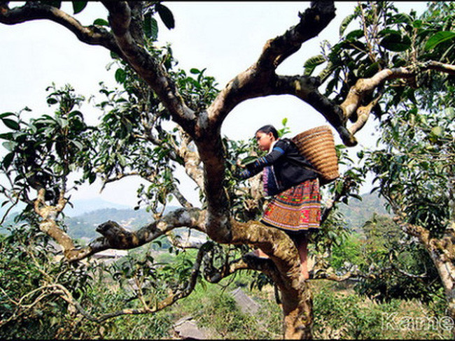 Yên Bai: 400 théiers séculaires Shan reconnus "Arbre patrimonial du Vietnam" ảnh 1 Yên Bai: 400 théiers séculaires Shan reconnus "Arbre patrimonial du Vietnam" ảnh 1