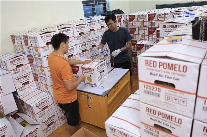 Hoa Binh: premier lot de pamplemousses rouges de Tan Lac exporté vers le Royaume-Uni ảnh 2