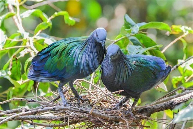 Des pigeons de Nicoba vus au Parc national de Con Dao ảnh 2 Des pigeons de Nicoba vus au Parc national de Con Dao ảnh 2