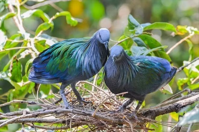 Des pigeons de Nicoba vus au Parc national de Con Dao ảnh 2