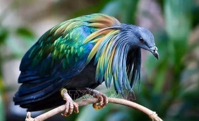 Des pigeons de Nicoba vus au Parc national de Con Dao ảnh 1