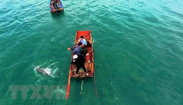Un dauphin remis à la mer à Quang Ninh ảnh 1