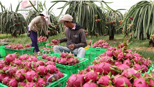Les exportations de fruits et légumes en hausse de 45% au 1er semestre ảnh 1 Les exportations de fruits et légumes en hausse de 45% au 1er semestre ảnh 1