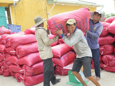 Difficile d’atteindre l’objectif d’export de riz pour 2016 ảnh 2 Difficile d’atteindre l’objectif d’export de riz pour 2016 ảnh 2