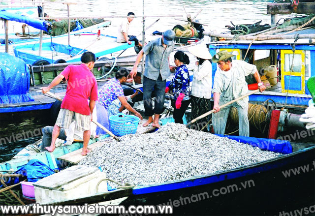 Nghê An : mesures de protection des ressources halieutiques ảnh 1