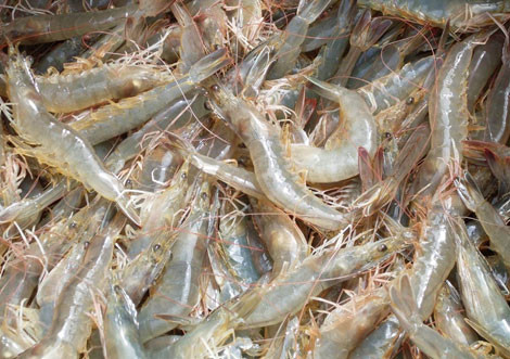 Les Américains apprécient les crevettes à pattes blanches du Vietnam ảnh 1 Les Américains apprécient les crevettes à pattes blanches du Vietnam ảnh 1