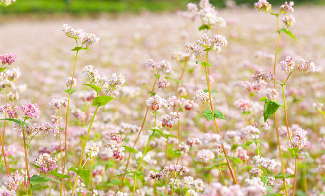 Profitez des fleurs de sarrasin dans les rues piétonnes de Hanoi ảnh 1