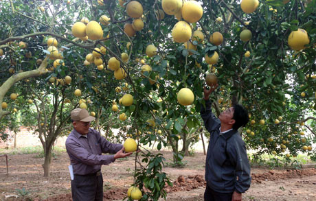 Les coopératives et agriculteurs exemplaires du pays sur le devant de la scène ảnh 1 Les coopératives et agriculteurs exemplaires du pays sur le devant de la scène ảnh 1