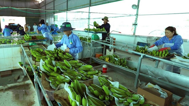 La signature de protocole de l'exportation officielle de bananes vers la Chine ảnh 1