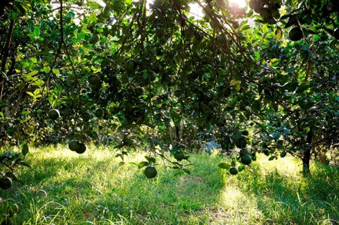 Une bonne récolte d'oranges au village de Pha à Nghê An ảnh 1 Une bonne récolte d'oranges au village de Pha à Nghê An ảnh 1