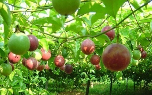 Les fruits de la passion de Son La bientôt expédiés en France ảnh 1 Les fruits de la passion de Son La bientôt expédiés en France ảnh 1