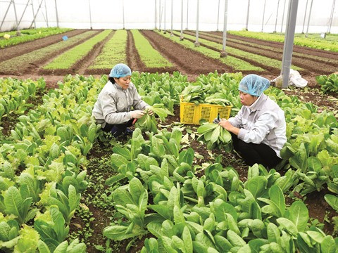 L’agriculture vietnamienne relève le défi du développement durable ảnh 1 L’agriculture vietnamienne relève le défi du développement durable ảnh 1