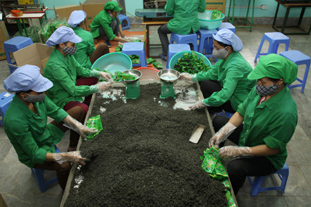 Thé: nécessiter de développer des produits haut de gamme ảnh 1 Thé: nécessiter de développer des produits haut de gamme ảnh 1