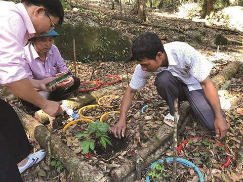 Les crédits épaulent les habitants démunis à Kon Tum ảnh 1 Les crédits épaulent les habitants démunis à Kon Tum ảnh 1