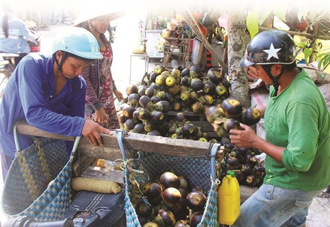 À Bay Nui, le sucre de palme remporte la palme ảnh 2 À Bay Nui, le sucre de palme remporte la palme ảnh 2