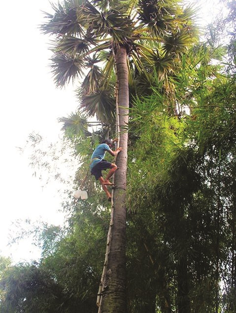 À Bay Nui, le sucre de palme remporte la palme ảnh 1 À Bay Nui, le sucre de palme remporte la palme ảnh 1