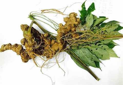 Les crédits épaulent les habitants démunis à Kon Tum ảnh 2 Les crédits épaulent les habitants démunis à Kon Tum ảnh 2