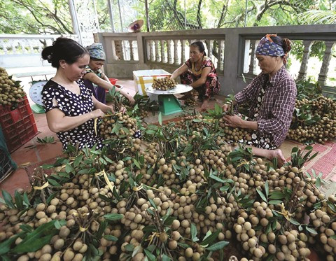 L’agriculture vietnamienne relève le défi du développement durable ảnh 2 L’agriculture vietnamienne relève le défi du développement durable ảnh 2