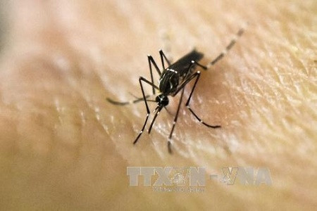 Le Vietnam recense deux nouveaux cas de Zika ảnh 1 Le Vietnam recense deux nouveaux cas de Zika ảnh 1