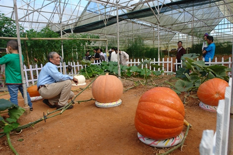 Les citrouilles géantes de Dà Lat attirent les curieux ảnh 1 Les citrouilles géantes de Dà Lat attirent les curieux ảnh 1