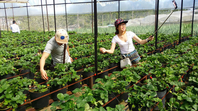 Tourisme agricole à Dalat ảnh 2 Tourisme agricole à Dalat ảnh 2