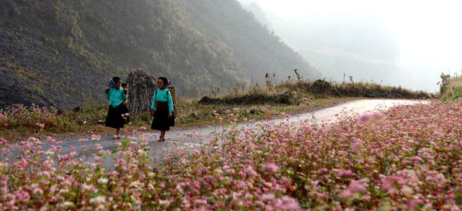 Hà Giang, la prairie en fleurs de sarrasin ảnh 1