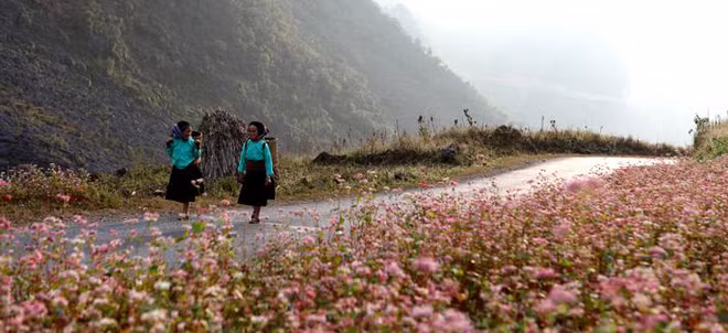 Hà Giang, la prairie en fleurs de sarrasin ảnh 1
