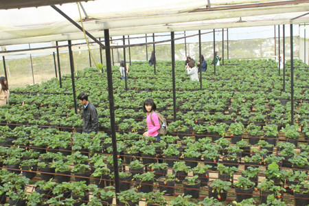 Tourisme agricole à Dalat ảnh 3 Tourisme agricole à Dalat ảnh 3