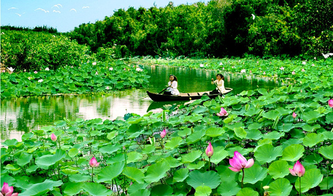 Dans la Plaine des joncs, rendez-vous au pays du lotus ảnh 1 Dans la Plaine des joncs, rendez-vous au pays du lotus ảnh 1