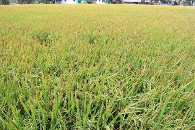Les grands potentiels de riz parfumé du Vietnam dans l'UE ảnh 1 Les grands potentiels de riz parfumé du Vietnam dans l'UE ảnh 1