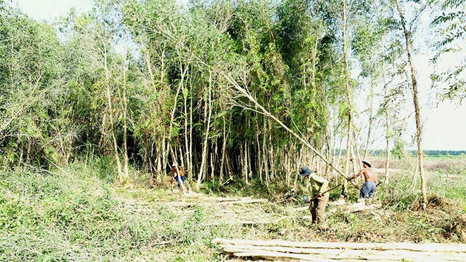 Les zones de matières premières stables nécessaires pour développer la filière bois durable ảnh 1 Les zones de matières premières stables nécessaires pour développer la filière bois durable ảnh 1
