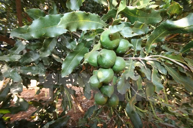 Création de l’Association du macadamia du Vietnam ảnh 2