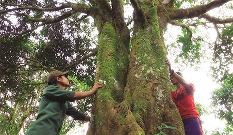 Des canneliers centenaires préservés à Quang Nam ảnh 1 Des canneliers centenaires préservés à Quang Nam ảnh 1