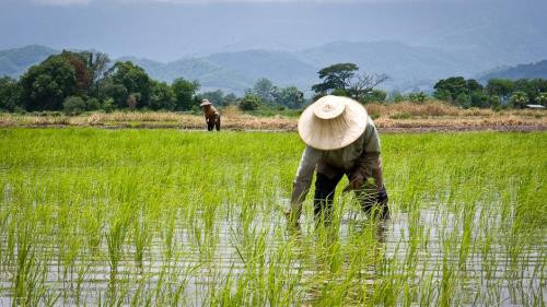 Thaïlande : de nouvelles initiatives pour assister les agriculteurs ảnh 1 Thaïlande : de nouvelles initiatives pour assister les agriculteurs ảnh 1