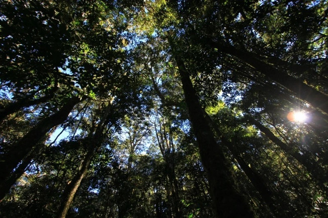 Lâm Dông : le parc national de Bidoup-Nui Ba reconnu site touristique ảnh 1 Lâm Dông : le parc national de Bidoup-Nui Ba reconnu site touristique ảnh 1
