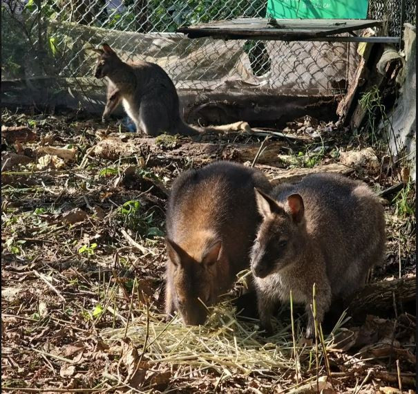 L’ambassade d’Australie aide un centre à prendre soin des wallabies trafiqués ảnh 1 L’ambassade d’Australie aide un centre à prendre soin des wallabies trafiqués ảnh 1