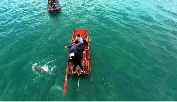 Quang Ninh : Dauphins et baleines aperçus à plusieurs reprises autour de l'île de Co To ảnh 1 Quang Ninh : Dauphins et baleines aperçus à plusieurs reprises autour de l'île de Co To ảnh 1
