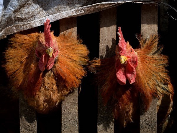 Le Cambodge enregistre le premier cas de grippe aviaire chez l'homme en 2024 ảnh 1 Le Cambodge enregistre le premier cas de grippe aviaire chez l'homme en 2024 ảnh 1