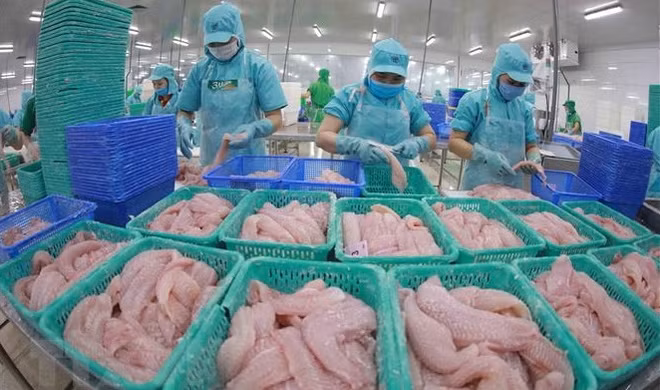 Le Vietnam vise 1,7 milliard de dollars d’exportations de pangasius en 2022 ảnh 1 Le Vietnam vise 1,7 milliard de dollars d’exportations de pangasius en 2022 ảnh 1