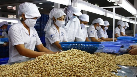 Le Vietnam devrait prioritiser les produits à valeur ajoutée de la noix de cajou ảnh 1 Le Vietnam devrait prioritiser les produits à valeur ajoutée de la noix de cajou ảnh 1
