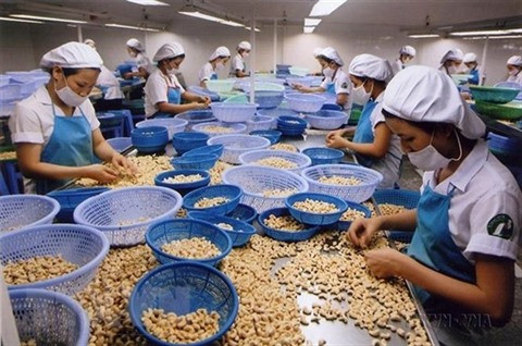 L’EVFTA stimule les exportations de noix de cajou du Vietnam vers la France ảnh 1 L’EVFTA stimule les exportations de noix de cajou du Vietnam vers la France ảnh 1